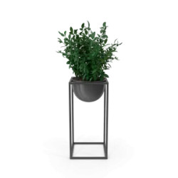 House Showpiece Plant