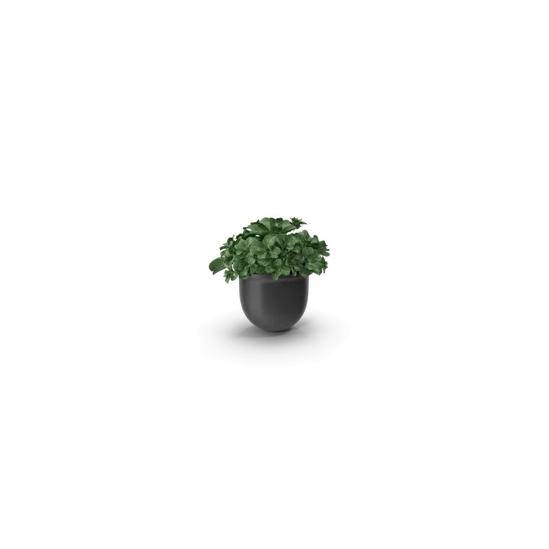 Plant Pot