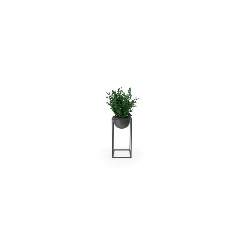 House Showpiece Plant