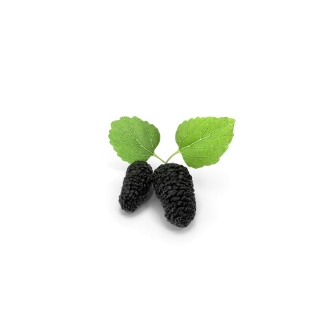 Mulberry