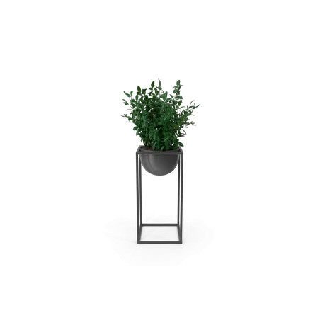 House Showpiece Plant