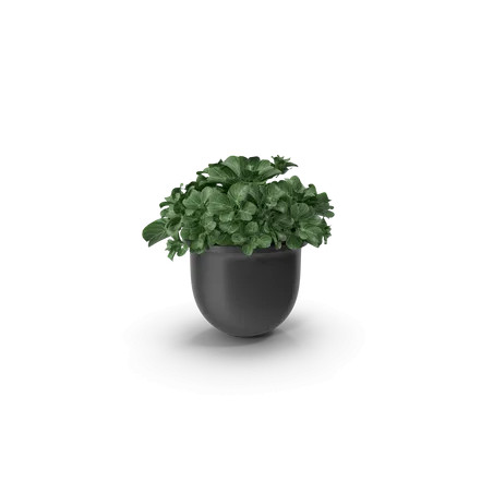 Plant Pot